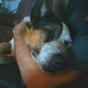 Meet your Posher, Joe